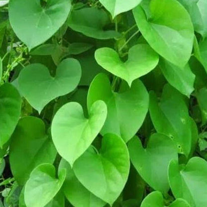 Healthy Giloy/Heart-Leaf live plant in a pot, featuring lush green leaves, from 205 brand Basil Seeds collection.