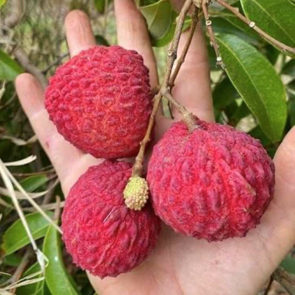 Hybrid lychee fruit plant with lush green leaves, grown from 205 brand basil seeds, ready for planting.