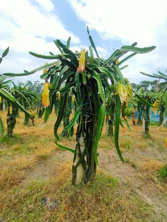 Hybrid pack of 3 Basil Seeds from 205, suitable for planting and growing in gardens or containers.
