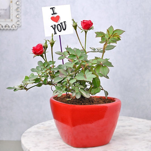 Fresh basil seeds from 19235, ideal for growing indoor red rose-themed plants or herbs as a Valentine's Day gift.