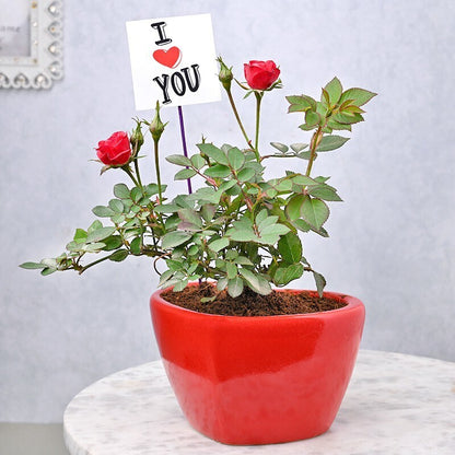 Red rose blooming indoor plant gift with basil seeds, ideal for Valentine’s Day, by brand 205, shown in the image.