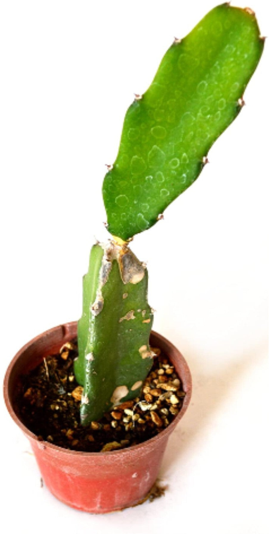 Healthy basil seeds from 205 brand, shown in a clear close-up image, ready for planting in a pot or garden.
