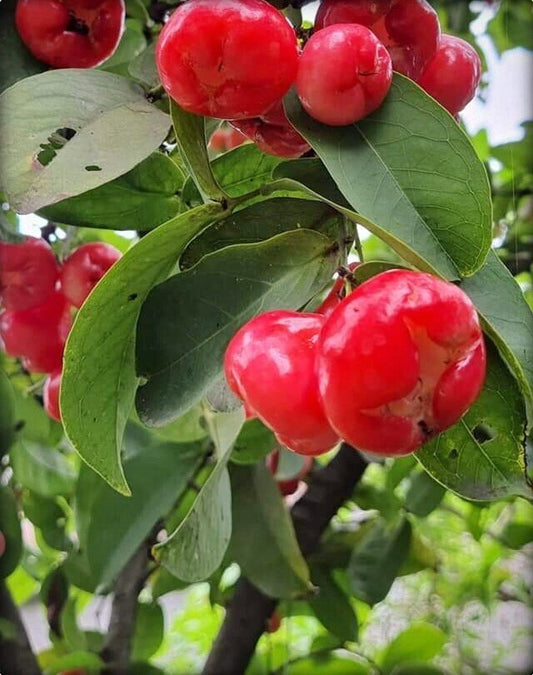 Red wax apple basil seeds plant from 205 brand, live water apple/Jamun/Jamrul plant with green leaves and healthy growth.