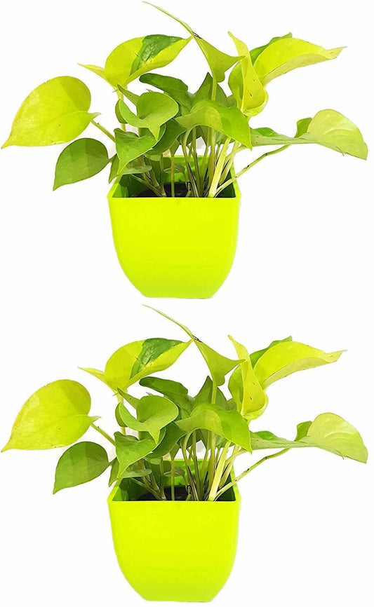 Two Basil Seeds Air Purifying Good Luck Golden Money Plant Feng Shui Pothos plants in pots, promoting positive energy and fresh air.
