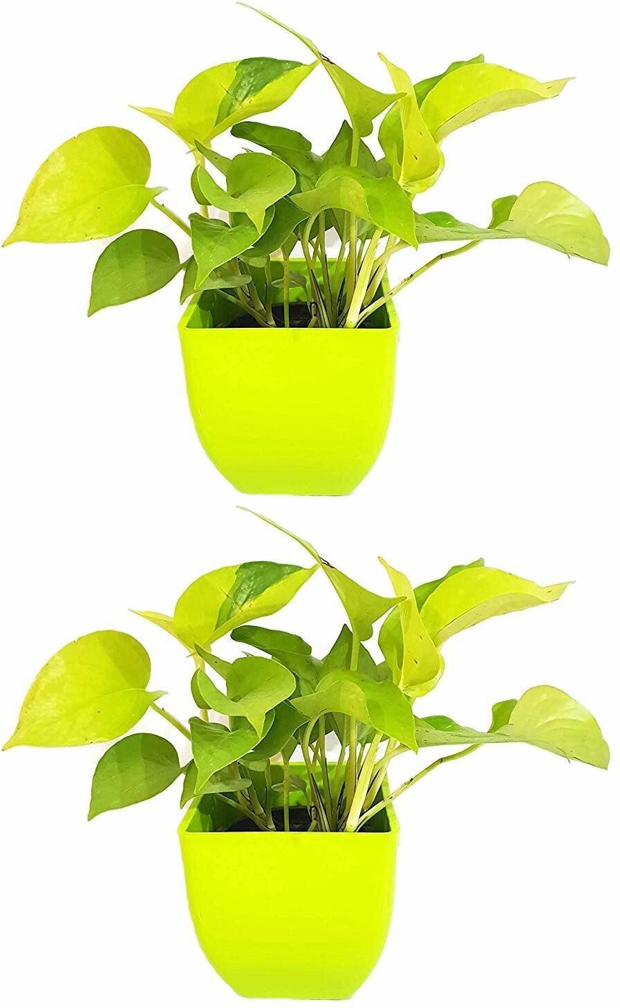 Golden Money Plant Feng Shui Pothos seeds from 205, ideal for air purification and good luck, shown in a pack of two.
