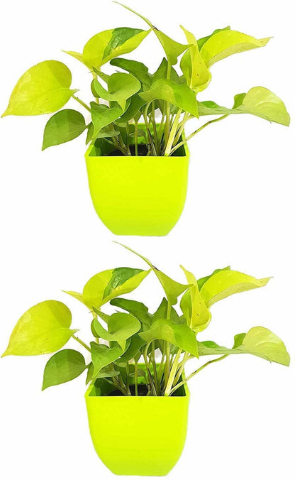 Golden Money Plant Feng Shui Pothos seeds from 205, ideal for air purification and good luck, shown in a pack of two.