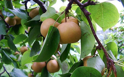 Pack of 19235 Seeds Pear Live Plant basil seeds, hybrid variety, in a small packet on a white background.