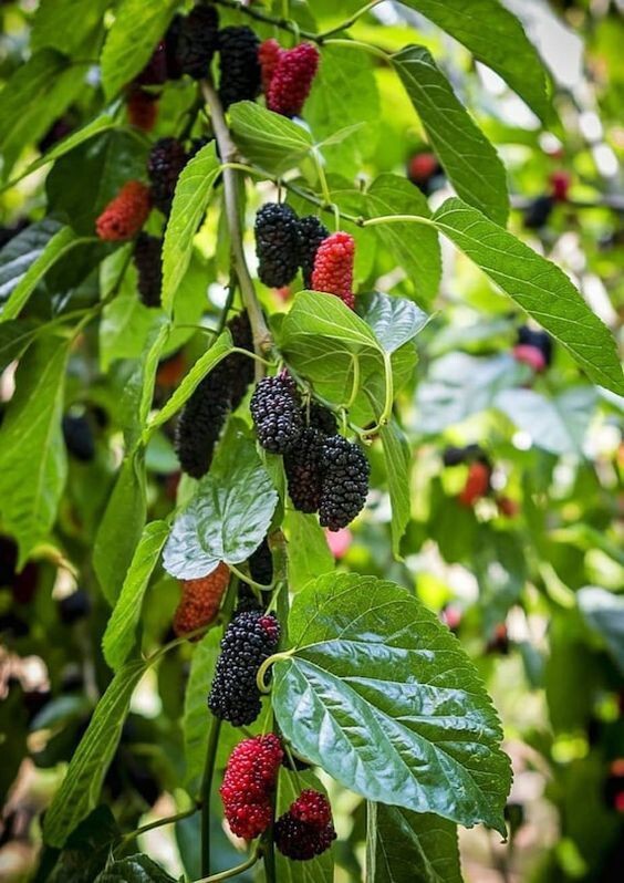 Hybrid Mulberry Plant seeds from brand 19235, showing fresh basil seeds in a clear container with vibrant green basil leaves.