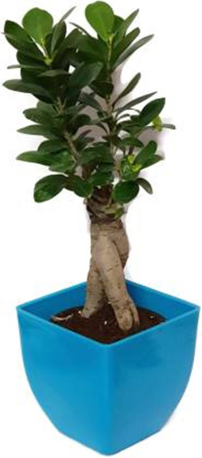 Indoor grafted Ficus bonsai plant with basil seeds in a live plant pack, showcasing the small, lush bonsai and seed packaging.