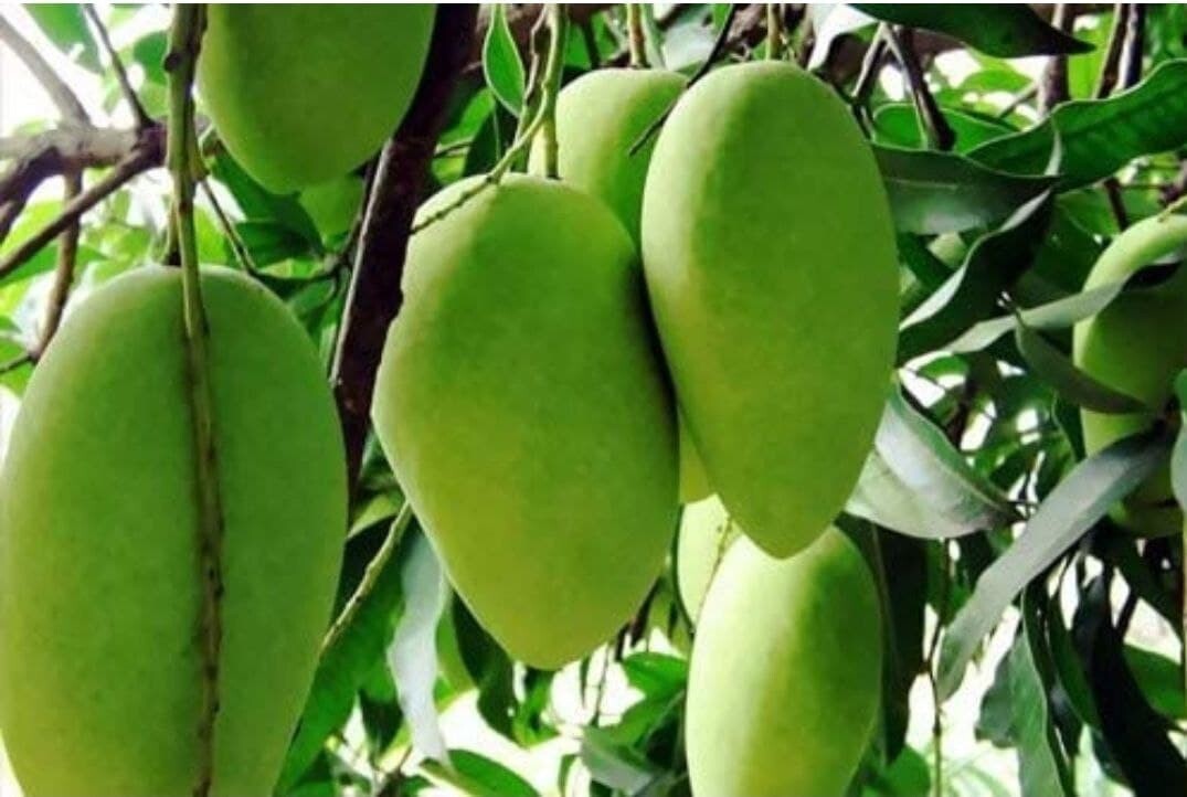 Basil Seeds Seeds Vg Dasheri Aam Mango Plant with green leaves and healthy growth, labeled as brand 19235.