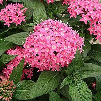 Pink Pentas flowering plant with vibrant blooms, grown from Seeds Pentas Plant Pink by 19235, suitable for indoor and outdoor gardens.