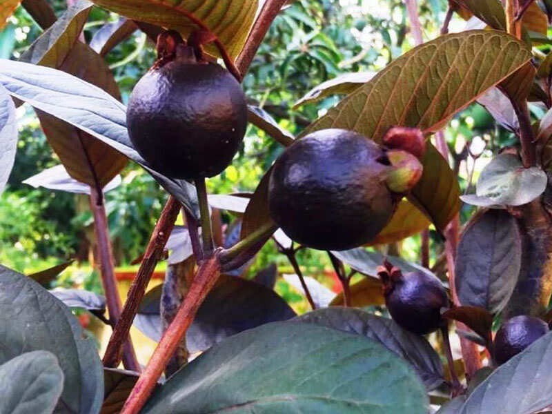 Black guava basil seeds plant, organic Amrud seed sprout with green leaves, healthy growth, vibrant foliage, 19235 brand.
