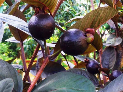 Black Guava basil seeds plant from 205 brand with lush green leaves and healthy growth, ready for planting or gardening.