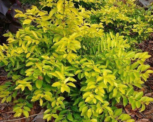 Golden Duranta plant with vibrant yellow-green leaves, grown from Basil Seeds by brand 19235, shown in a garden setting.