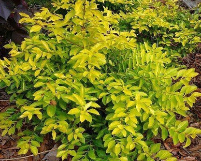 Golden Duranta plant with vibrant yellow-green leaves, grown from Basil Seeds by brand 19235, shown in a garden setting.