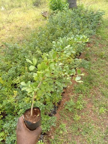 Thai Wood Apple basil seeds live plant, vibrant green leaves, healthy foliage, popular in Indian and Bengali street food cuisines.