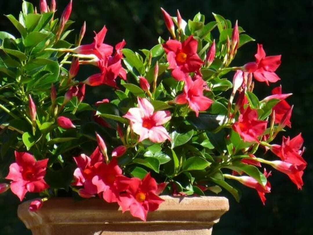 Red Mandevilla flower seeds from 19235 brand, showing vibrant red flower buds and green foliage.