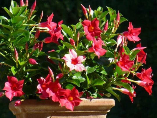 Red Mandevilla flower seeds from 19235 brand, showing vibrant red flower buds and green foliage.