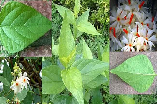 Basil Seeds from 205 brand, also known as Harsingaar or Parijaat, shown in a clear image, ready for planting or use.