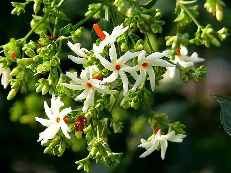Live plant of Raat Ki Rani jasmine with vibrant white flowers, featuring Basil Seeds from brand 205.