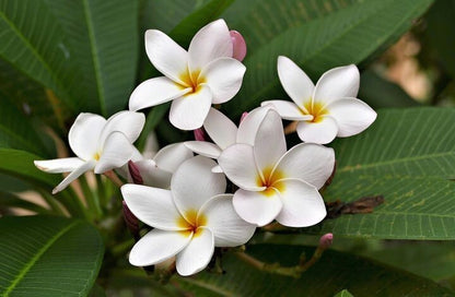 White Plumeria basil seeds from brand 19235, showing small seed clusters ready for planting.