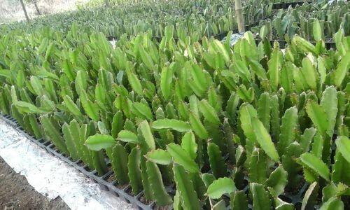 Red dragon fruit live plant, 6-9 inches tall, with vibrant red skin and green leaves, from 205 basil seed brand.