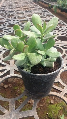 Crassula plant with basil seeds in a packet, showing green leaves and seed packaging for 19235 brand.