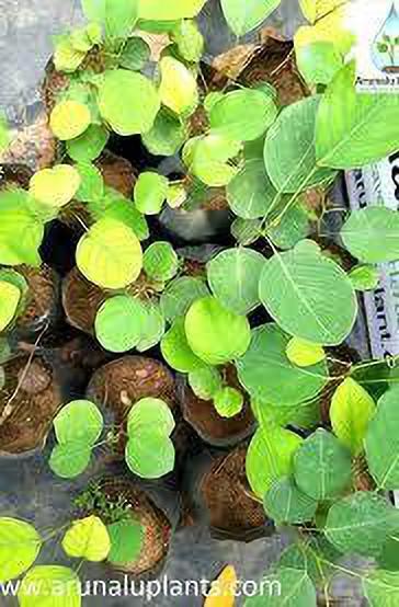Red Chandan basil seeds from 205 brand, close-up view showing small, dark seeds suitable for planting or culinary use.
