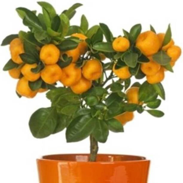 Orange plant basil seeds by 205, showing small seeds in a clear container ready for planting.