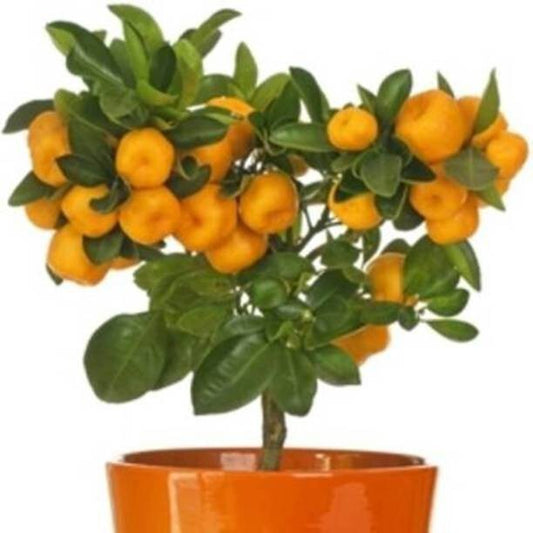 Orange plant basil seeds by 205, showing small seeds in a clear container ready for planting.