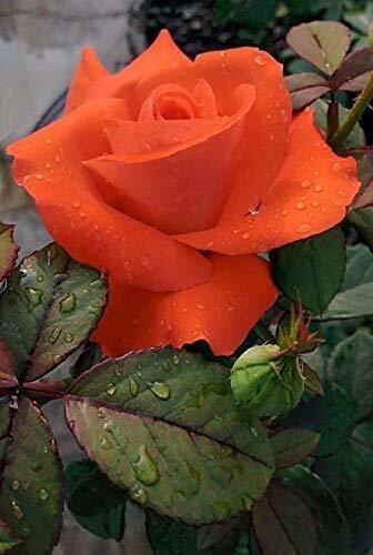Orange Rose Plant Seeds by 19235, basil seed packet with vibrant orange flowers and green basil leaves.