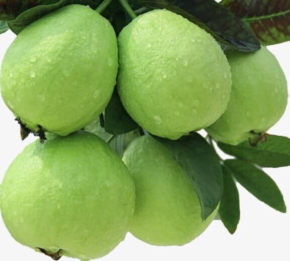 Healthy live Chinese Guava fruit plant with lush green leaves, grown from Basil Seeds, brand 205.