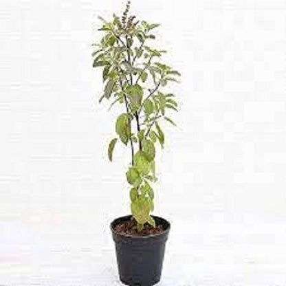 Green Kapoor Tulsi basil plant with blue basil leaves, grown from 205 brand Seeds Plant Kapoor Tulsi Basil Seeds.
