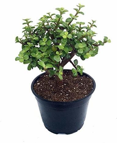 Basil seeds for growing Money Plant and Jade Plant, featuring fresh seeds in a natural setting.