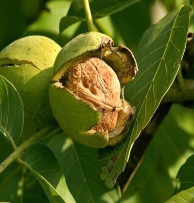 Basil seeds from 205 brand, showing small brown walnut-shaped seeds ideal for planting and gardening.