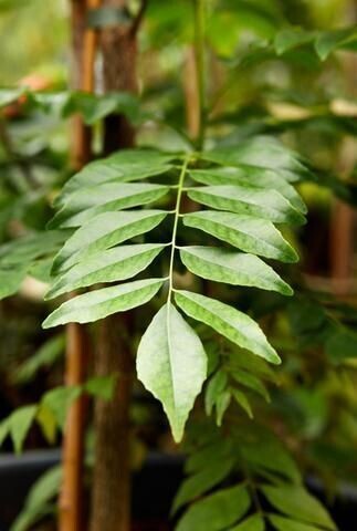 Fresh basil seeds plant with lush green curry leaves, suitable for growing in home gardens, by 205 brand.