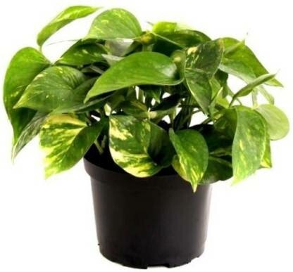Close-up of basil seeds from Seeds Good Luck Mony Plants, showing small, dark seeds in a clear container.