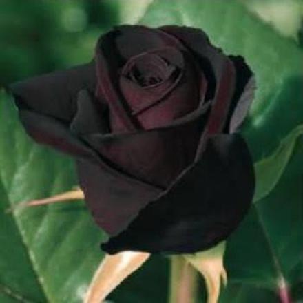 Black Baccara Rose Plant basil seeds from 205 brand, showing fresh basil seed packets with detailed label and vibrant seed images.