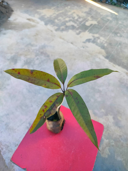 Grafted Pusa Arunima mango plant with basil seeds in a pot, showcasing healthy green foliage and root system.