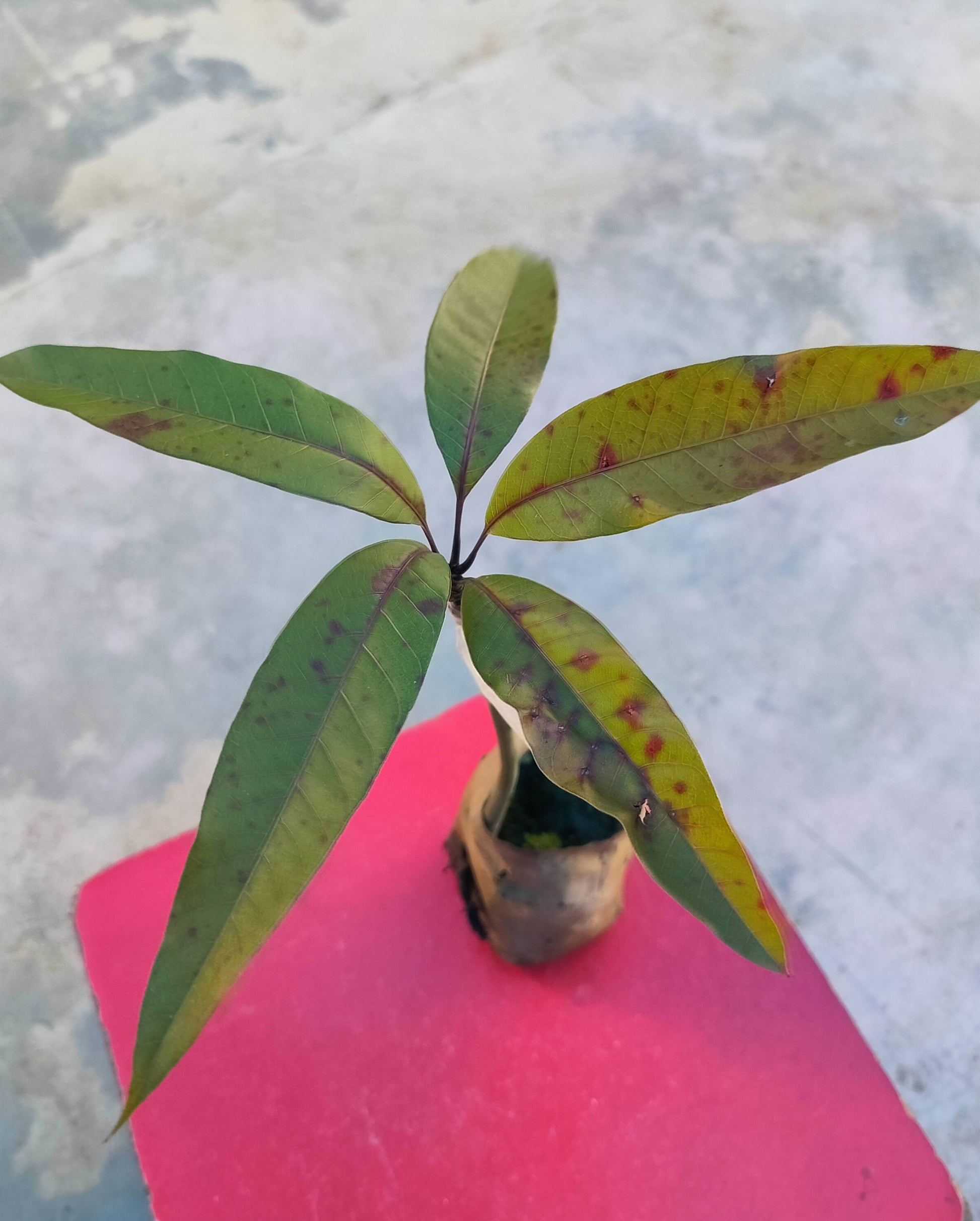 Thai banana-shaped mango live plant with basil seeds, showcasing the unique mango plant and basil seed packaging in a natural setting.