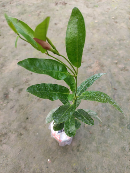 Red Mandevilla flowers plant with basil seeds from brand 205, showing vibrant blooms and seed packets on a garden surface.