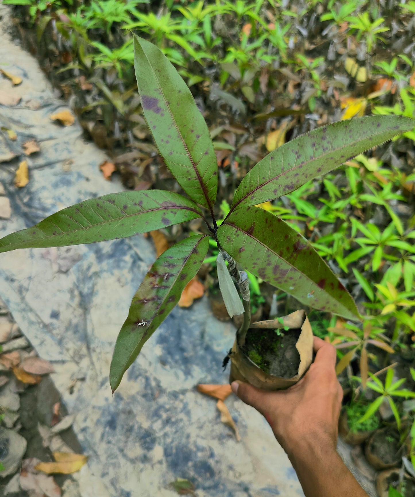 Close-up of Bombay Dwarf Mango live plant with basil seeds from brand 205, showing healthy green leaves and plant growth.