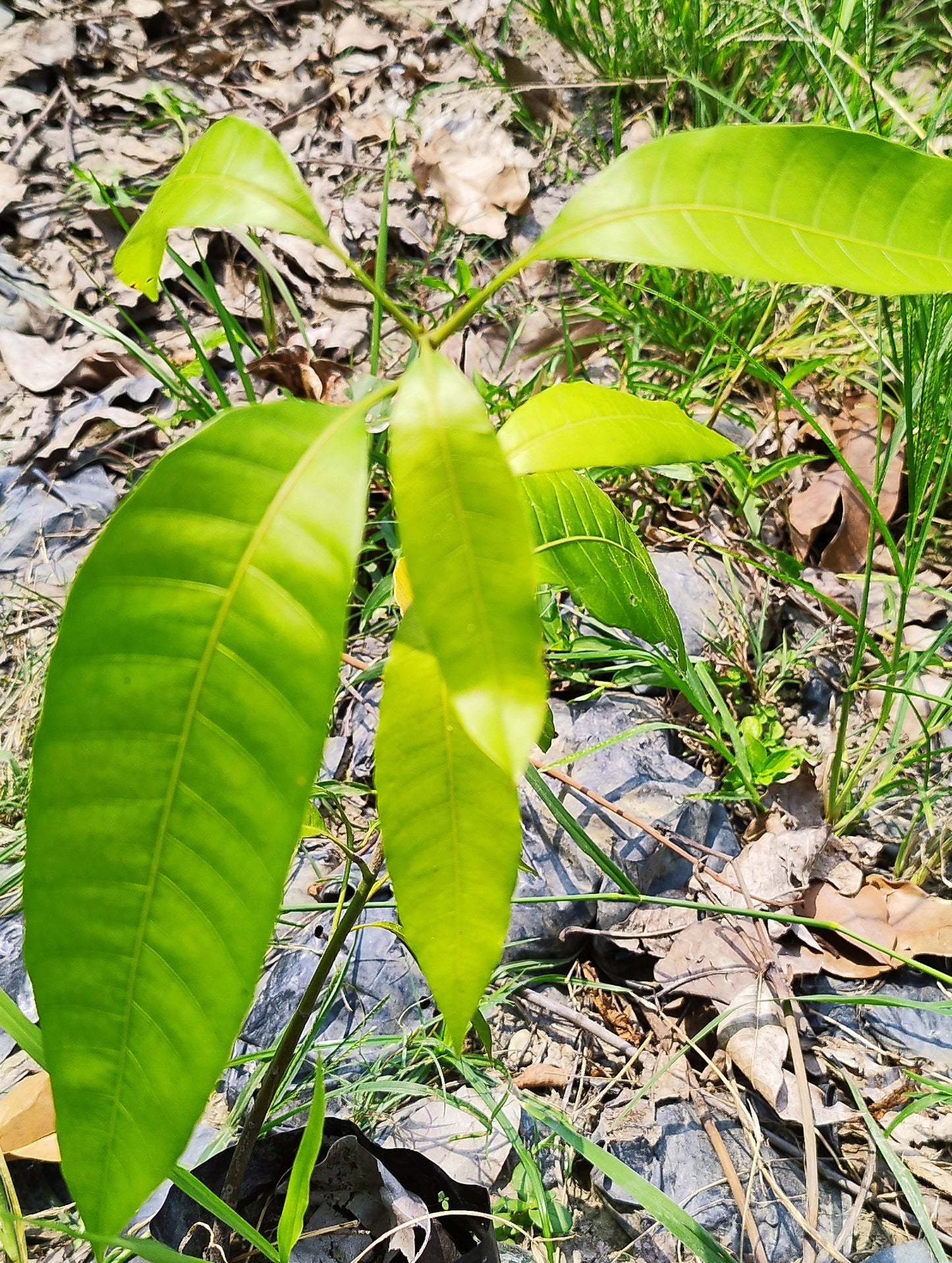 Hybrid Badami Mango plant seed from 19235 brand, featuring lush green foliage and healthy growth in a natural garden setting.