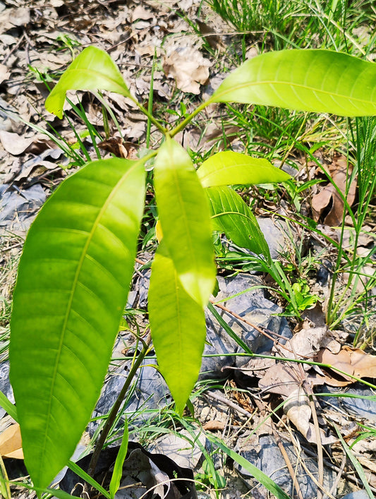Hybrid Badami Mango plant seed from 19235 brand, featuring lush green foliage and healthy growth in a natural garden setting.