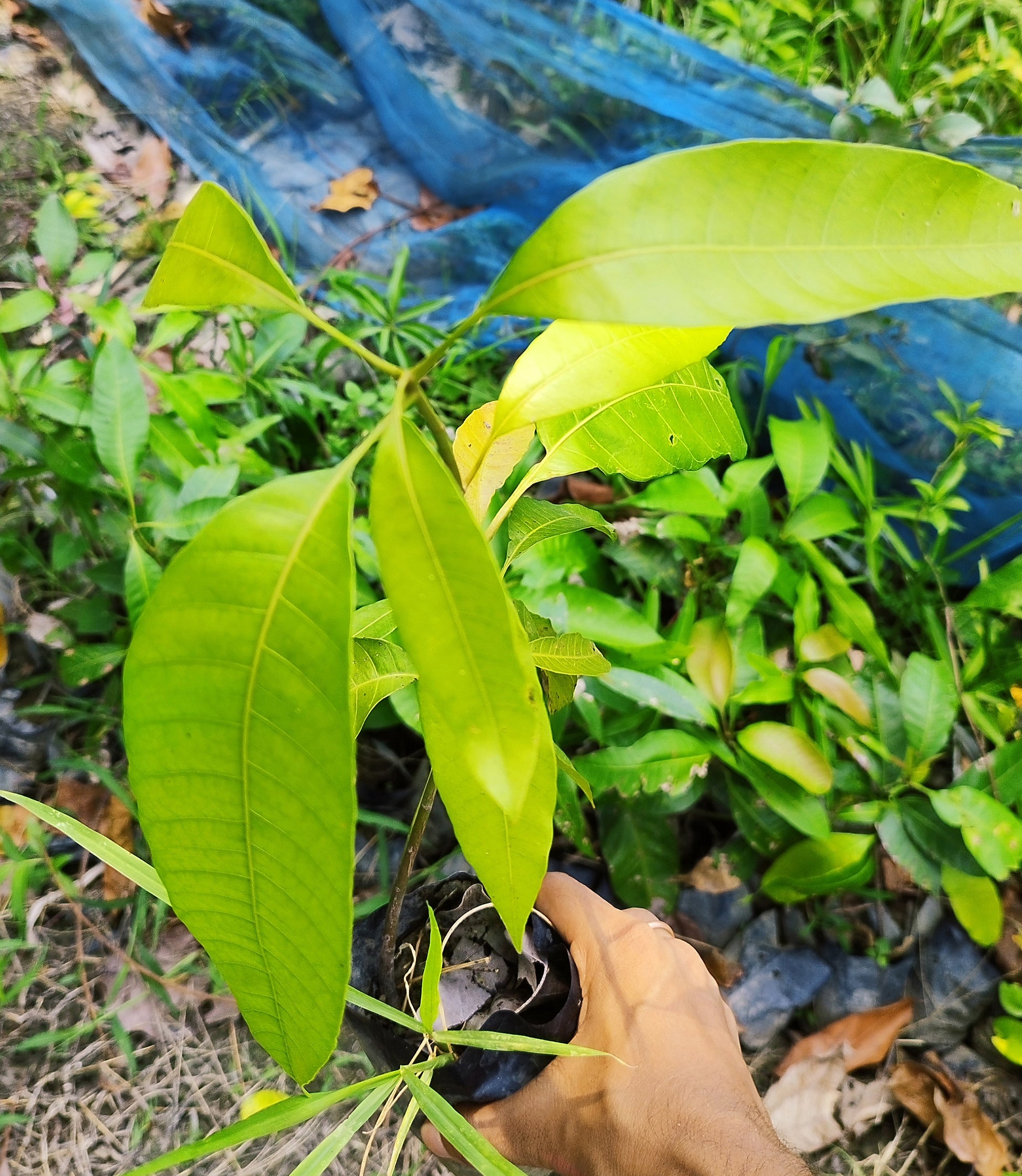 Hybrid Thai Banana-Shaped Mango grafted plant with basil seeds, showcasing vibrant green leaves and healthy growth.