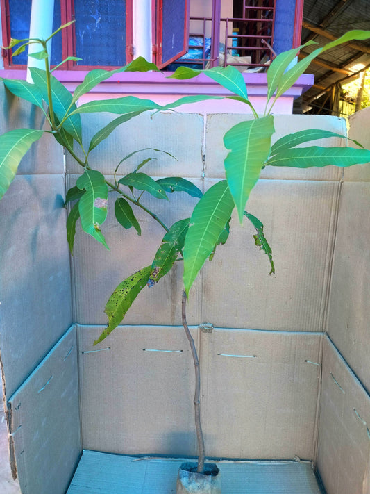 Grafted green mango tree with lush foliage, grown from basil seeds, suitable for all seasons, producing delicious mango fruit.