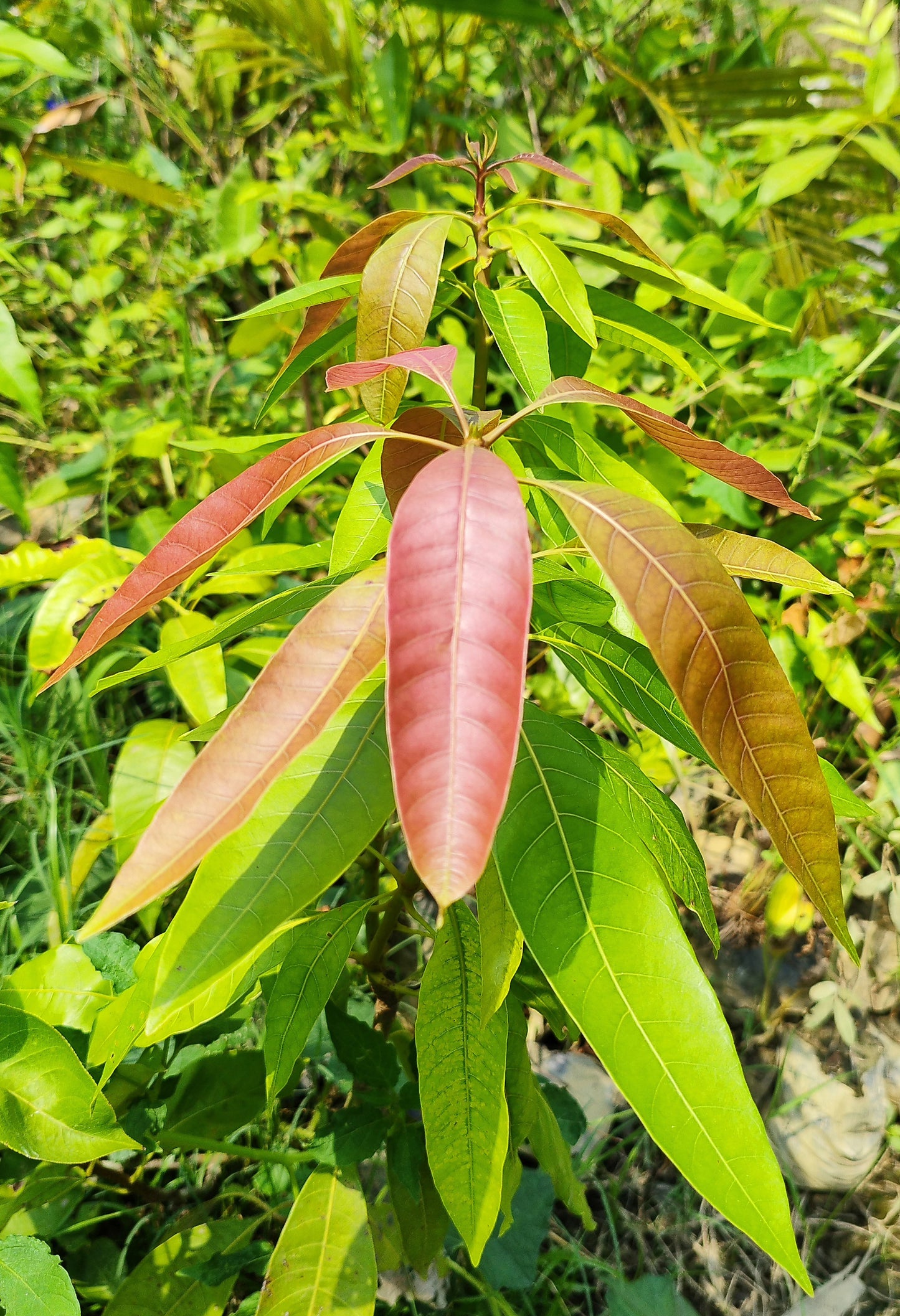 Purple mango tree live plant with basil seeds, healthy foliage and vibrant purple leaves, grown from 19235 brand seeds.