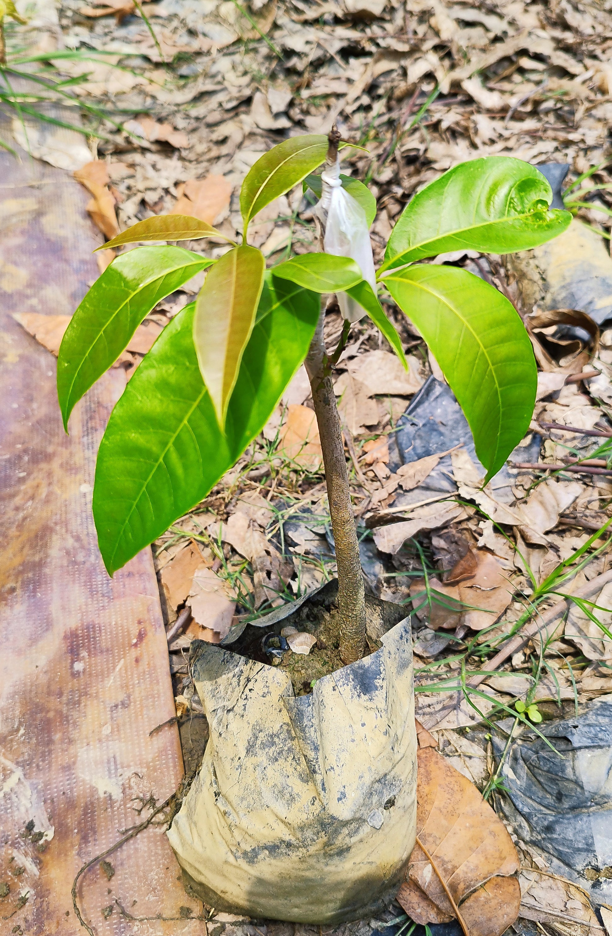 Healthy grafted Alphonso mango plant from Seeds Gardens, featuring lush green leaves and sturdy stem, perfect for planting.
