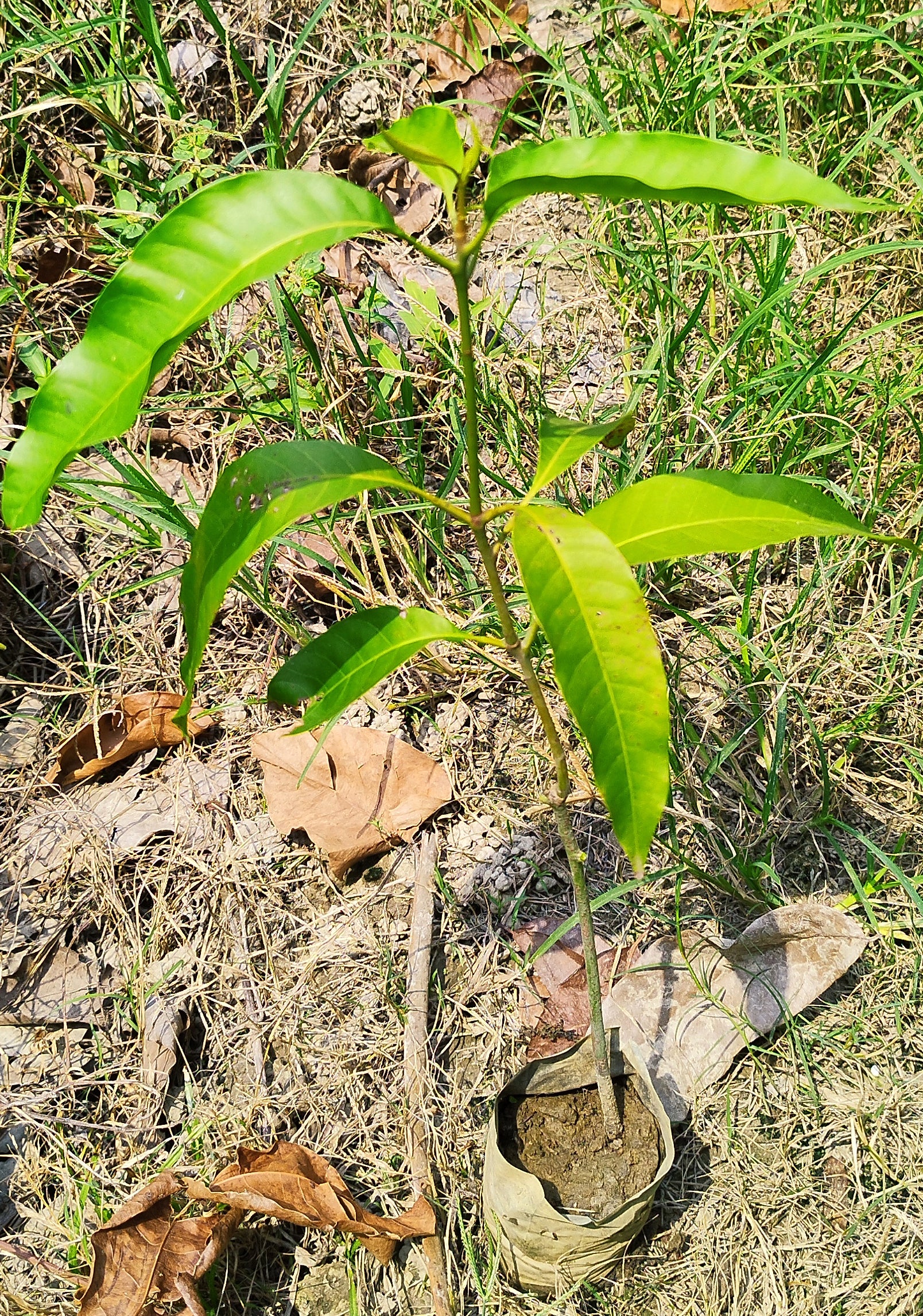Grafted Chhapra Mango plant grown from Basil Seeds, showing healthy green foliage and sturdy stem. Brand 19235.
