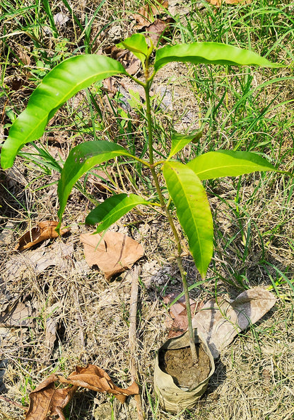 Grafted Chhapra Mango plant grown from Basil Seeds, showing healthy green foliage and sturdy stem. Brand 19235.